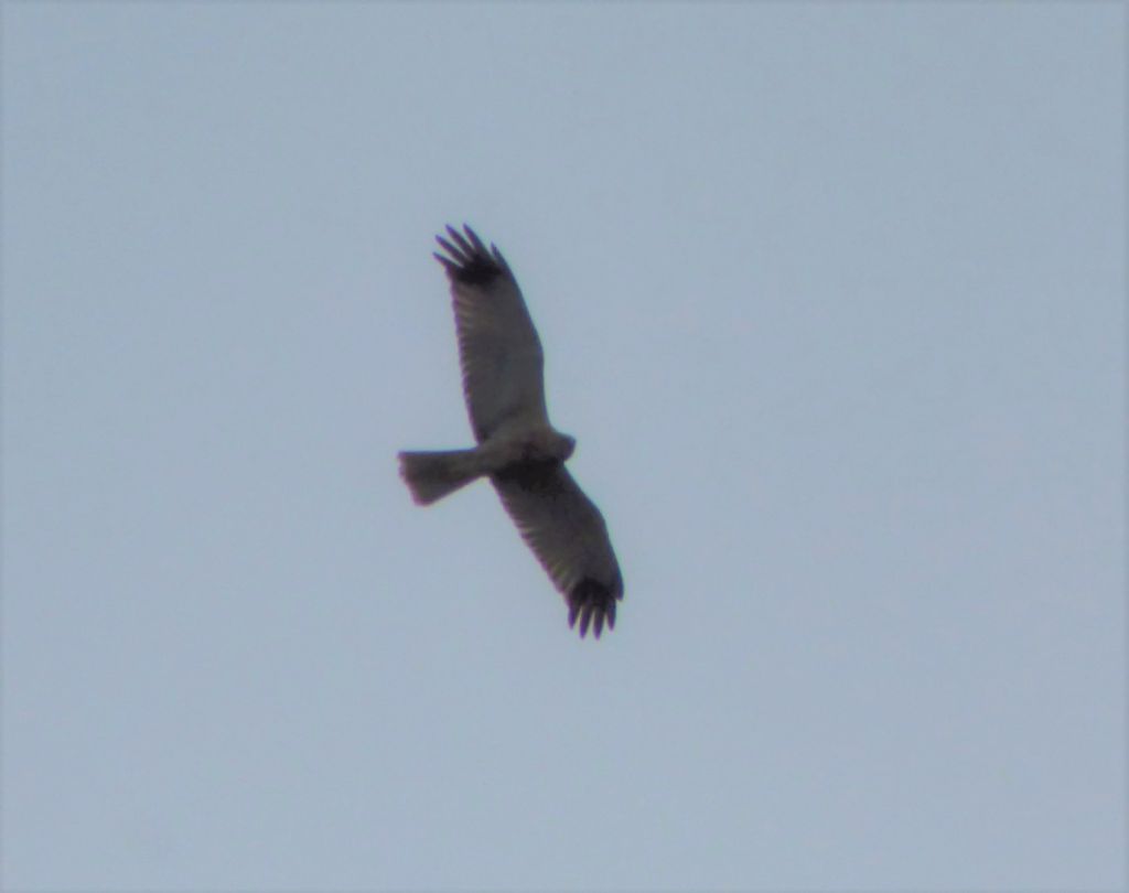Falco di palude (Circus aeruginosus) 